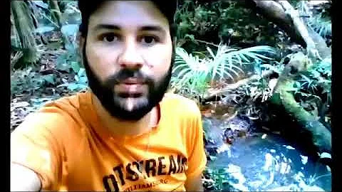 Como é o assobio da Curupira?