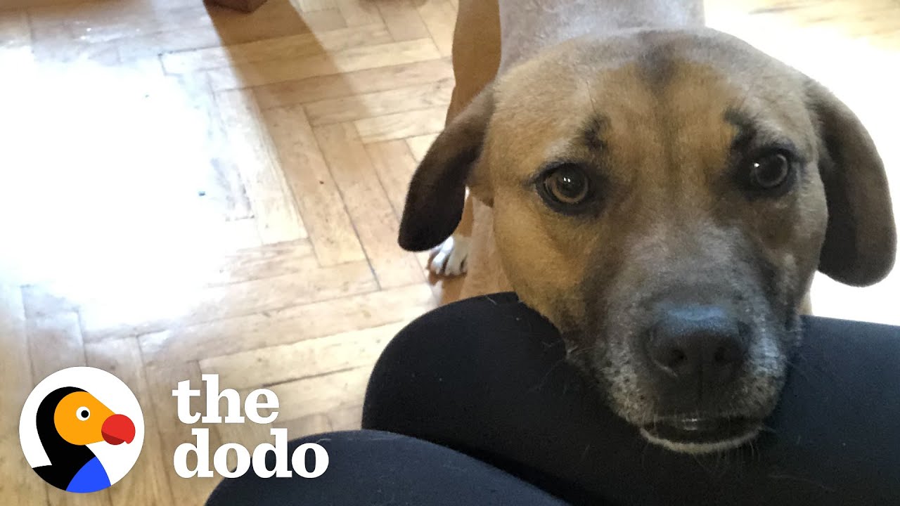 Shelter Dog Finds Her Forever Family ❤️ | The Dodo