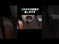 よちよち子猫 元気に成長中 #子猫 #shorts #保護猫