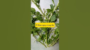 7 công dụng của XÀ LÁCH XOoNG