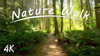 Woodland Nature Walk (with Waterfall) | 4K Virtual Hike | Alsea Falls Oregon