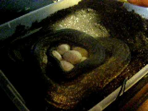 macklots python lays a FAT clutch of eggs