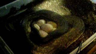 macklots python lays a FAT clutch of eggs