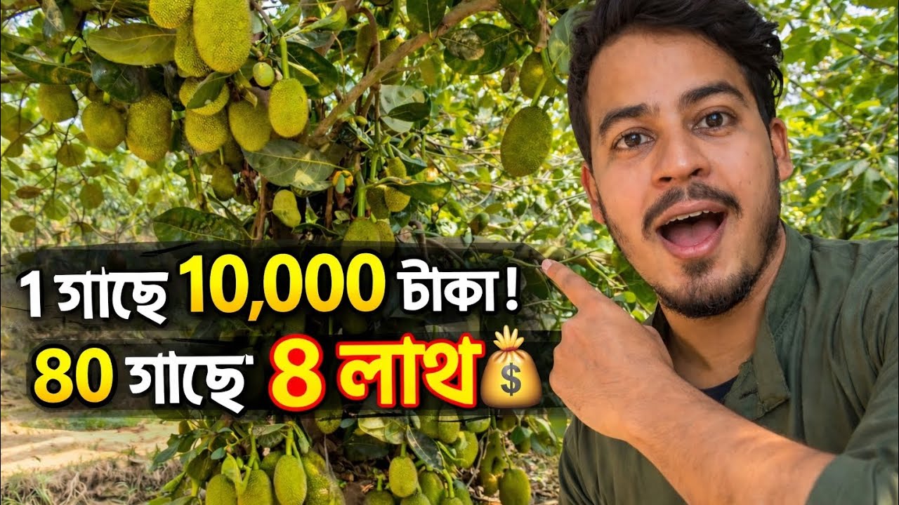 ১ গাছে ১০,০০০ টাকা! 😱 ৮০ গাছে ৮ লাখ | থাইল্যান্ড জাতের ইচোড় কাঠাল চাষ। এঁচোড় চাষ পদ্ধতি। #bijkotha 