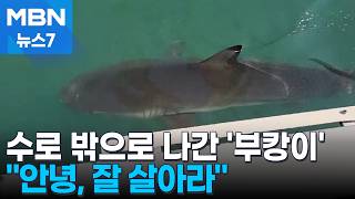 수로 밖으로 나간 '부캉이'…"넓은 바다에서 잘 살아라" [MBN 뉴스7]