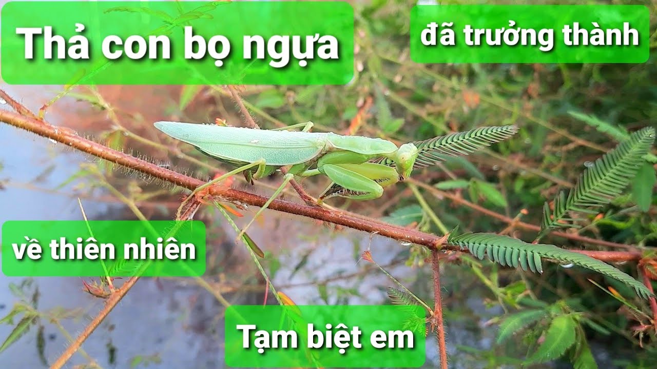 Con bọ ngựa xanh đã trưởng thành nên đem thả ra thiên nhiên để sinh ...