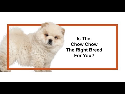 63+ Are Chow Chows Cuddly