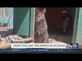 Crikey! Las Vegas wallaby arrival rejoiced by TikTok influencer
