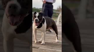 Bella The American Bulldog rear Blood      #dog #karnal #bulldog #kenora #puppy #winnipeg