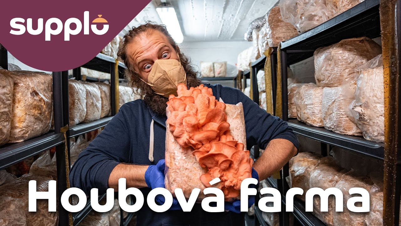 Jak vypadá podzemní houbová farma | Už Rostou