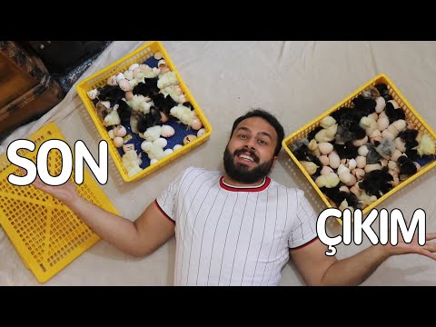 Proegg Kuluçka Makinesi Son Civciv Çıkımı ! ! !