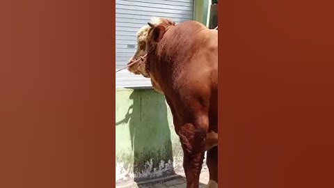sapi simental super leher beton terbesar pagi ini di pasar hewan sabtuan Bondowoso Jatim #sapi #cow