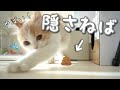 床に落ちたうんちを必死に隠そうとする子猫が面白い...（笑）／A kitten desperately hiding a poop that fell on the floor... haha