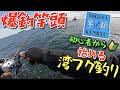 爆釣竿頭💪初心者から始める湾フグ釣り🎣 の動画、YouTube動画。