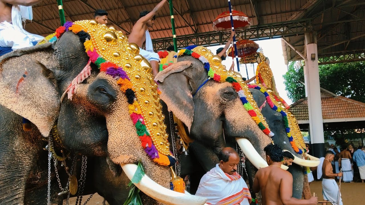 ഏറ്റുമാനൂർ മഹാദേവ ക്ഷേത്രം ഉത്സവം ഏഴാം ദിവസം🙏 തേവരട തിടമ്പ് ശിരസ്സിലേറ്റി ചൈത്രം അച്ചു🙏 ശംഭോ മഹാദേവ🙏