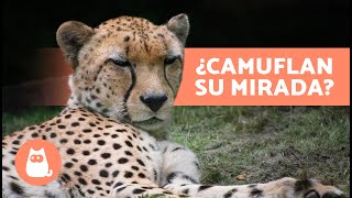 10 CURIOSIDADES de los GUEPARDOS 🐆  ¿El Animal más VELOZ del MUNDO? by ExpertoAnimal 2,752 views 2 months ago 4 minutes, 22 seconds