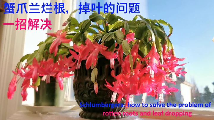 蟹爪兰怎么养: 一招解决蟹爪兰烂根，掉叶的问题-Schlumbergera: how to solve the problem of rotten roots and leaf dropping - 天天要闻