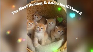 🥰🐈💖The Most Healing & Adorable Kittens 2🌹🌹 by Qiu Share - cute & funny animals 749 views 12 days ago 2 minutes, 33 seconds