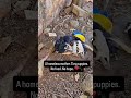 #usa #uk #funny #ViralVideo #TrendingNow #FYP #ForYou #ExplorePage #Reels #funnyReels  #TikTokViral