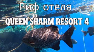 Подводный Риф отеля Queen Sharm Resort 4 - скаты, большой тунец, иглы, Египет, Шарм-эль-Шейх, Египет