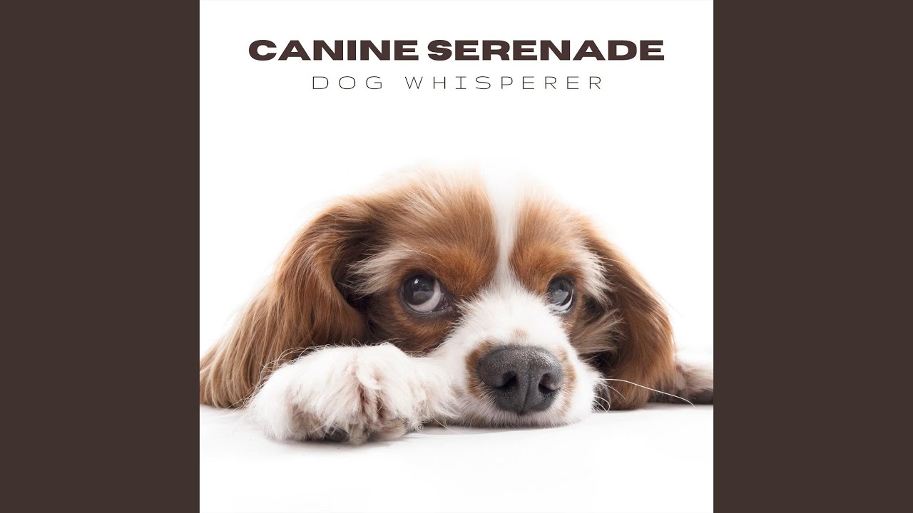 Paws in Motion YouTube