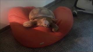 Sulcata & Jabooz by Mefi 100 63 views 6 years ago 1 minute, 7 seconds