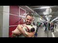 Pug's reaction after reuniting with her owner after 1 month of absence
