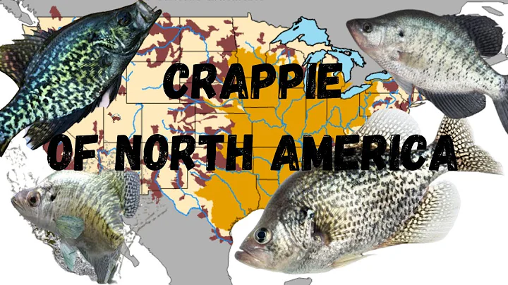 The Crappie Species of North America: Black Crappie vs White Crappie