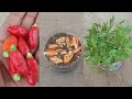 Easy Ways to Grow Chili Seeds From Fresh Fruits