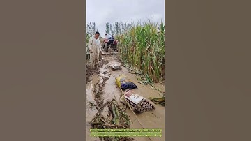 The Challenging Harvest: Navigating Flooded Fields