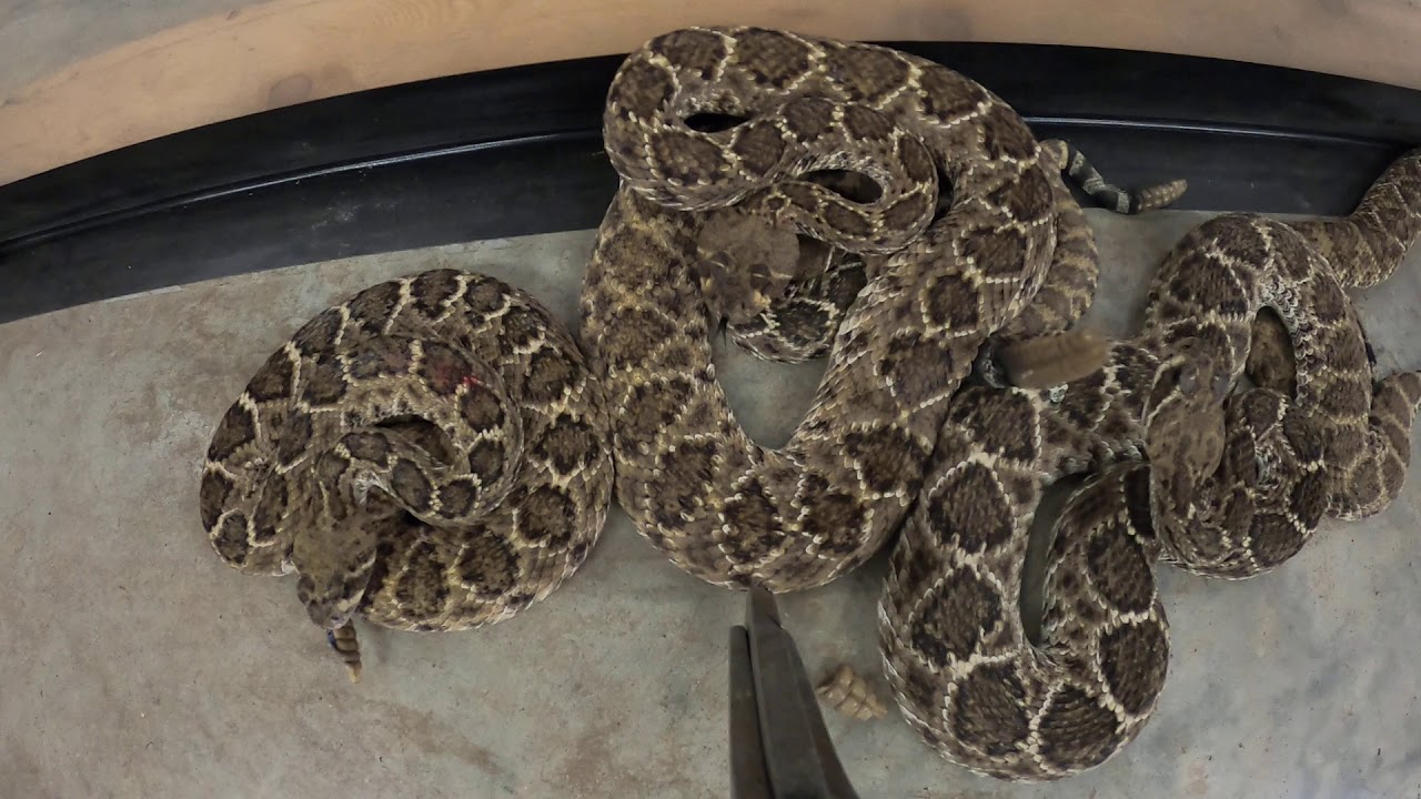 Snakes at the Oglesby Rattlesnake Roundup. Oglesby, Texas 2020 YouTube
