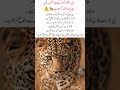 Leopards attack silently in seconds 🐆 #leopard #viral #video #fyp #shorts #viralshort #ytshorts #fyp