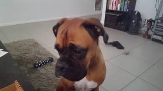 Boxer dog drops subtle hints