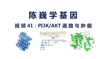 【陈巍学基因】视频41：PI3K-AKT信号通路与肿瘤