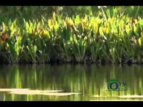 Palau Take Steps To Address Water Management - YouTube