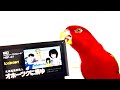 Red birb🍅オホーツクに消ゆ