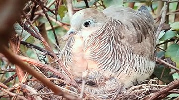 Zebra dove birds Feed the baby in the nest. Ep10 [ Review Bird Nest ]