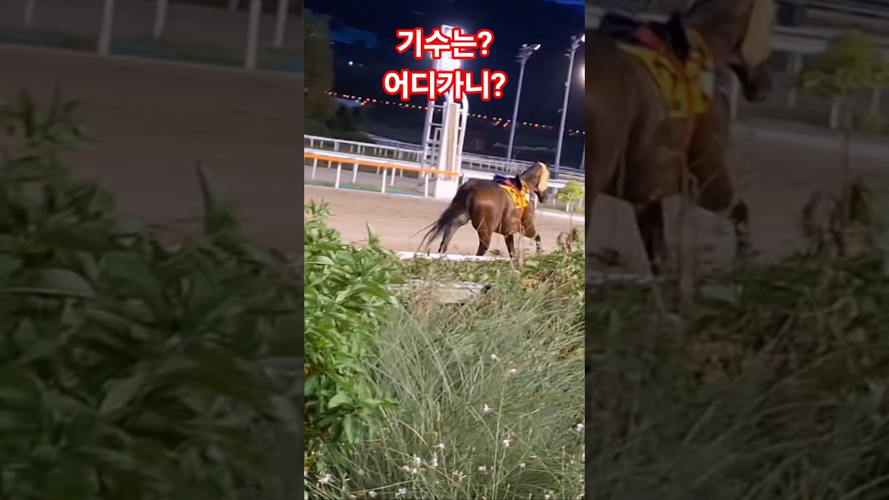 바쁜가벼! #경마 #말 #달려라말 #shorts