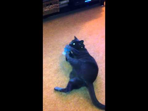 Miso the Korat cat attacks a Smurf.