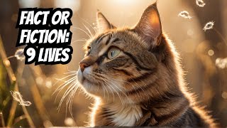 Do Cats Have 9 Lives Separating Fact from Fiction