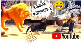 KORKAK KÖPEKLER -2 Komik Videolar - Funny and Fun Dog Jokes Resimi