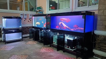 Boat ราชบุรี - งานย้ายตู้ปลา 60+72+30/2 ชุดพร้อมปลาภายในบ้าน พร้อมเชื่อมระบบ O4AS จบครบลงปลา Set 4