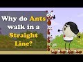 Why do Ants walk in a Straight Line? | #aumsum #kids #science #education #children