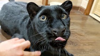 Panther Luna sees off Vika ❤️🐾 (read description) (ENG SUB) by Luna_the_pantera 133,839 views 1 month ago 9 minutes, 49 seconds