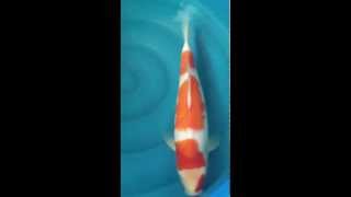 IMG_2032[1].MOV