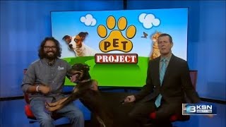 Information Pet Project: Meet Flipp, an energetic young pup Update