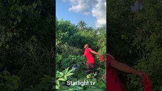  reggae reggaewine nostalgia travel style genre 80sreggae caribbean