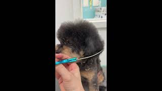 Fluffy Chi-Poo Grooming Transformation | Cute Chihuahua × Poodle Mix Style✂︎ screenshot 4