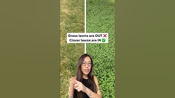 How to replace your high maintenance grass lawn with 🍀 clover 🍀 #blueland #howto #clover #lawn