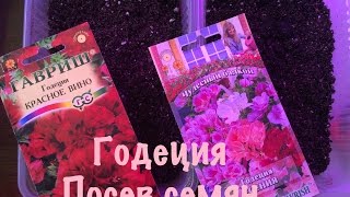 ГОДЕЦИЯ .ПОСЕВ СЕМЯН ГОДЕЦИИ НА РАССАДУ. видео Выращивание годеции из семян на рассаду: сорта монарх, крупноцветковую, махровую и азалиецветковую.